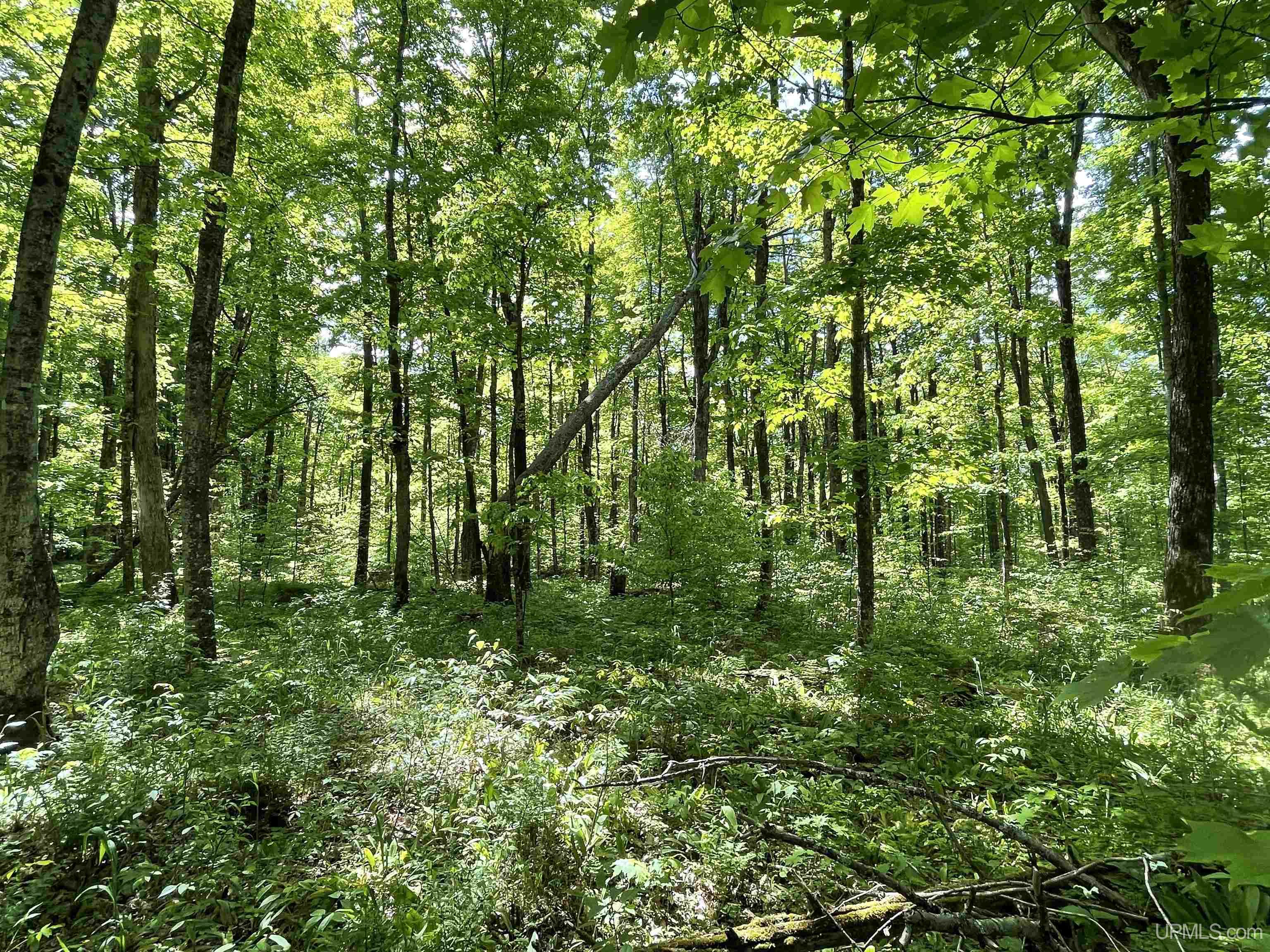 Tbd Tbd Banking Ground Road Germfask, MI 49836 - Photo 28 of 36