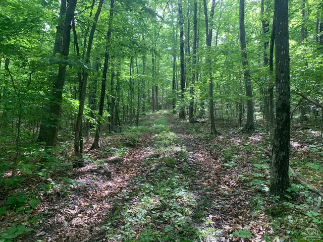 a view of a lush green forest