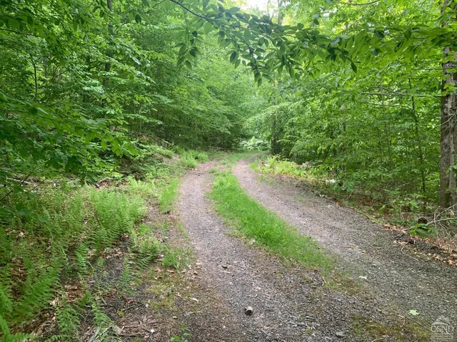 a lush green forest with lots of trees