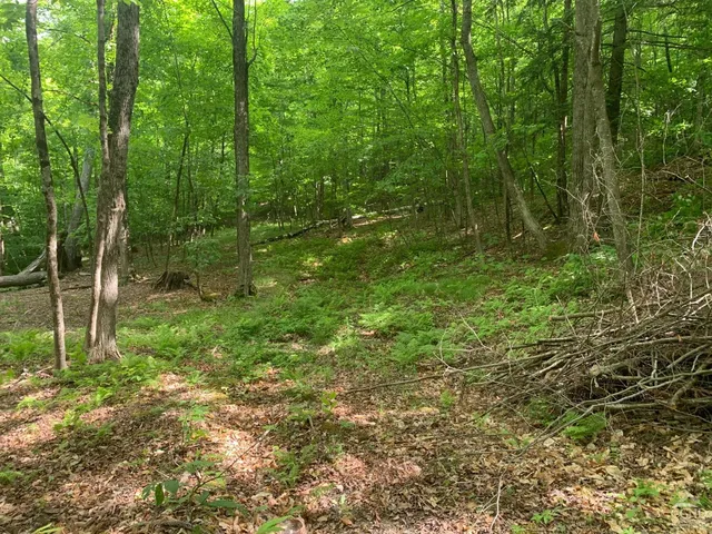 a view of a lush green forest