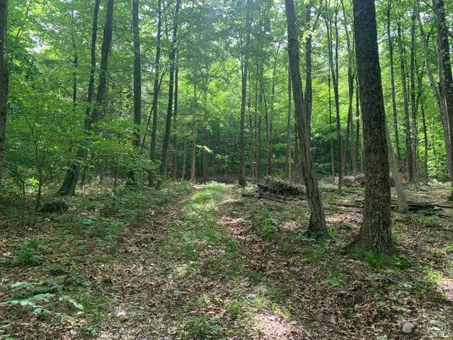 a view of outdoor space and green space