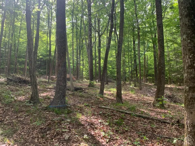 a view of outdoor space and trees