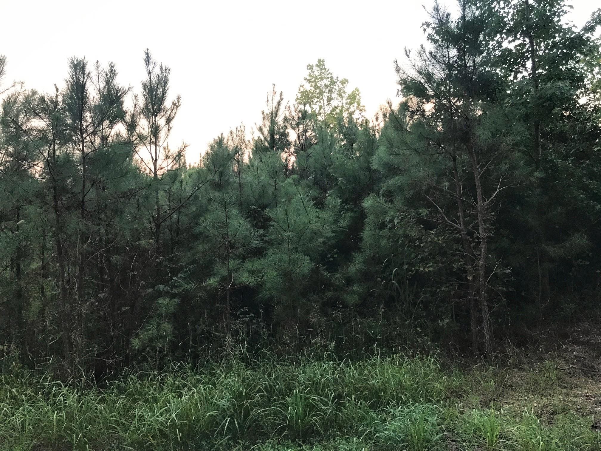 9-27 Acres Road Finger, TN 38334 - Photo 3 of 7 a view of a city with lush green forest