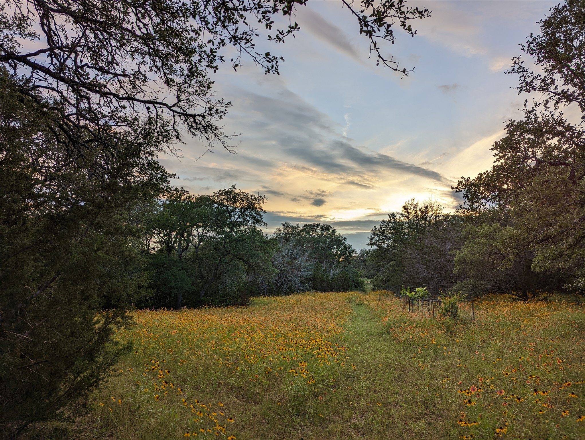 1751 County Road 255 Georgetown, TX 78633 - Photo 26 of 29 a view of mountain view with lots of trees