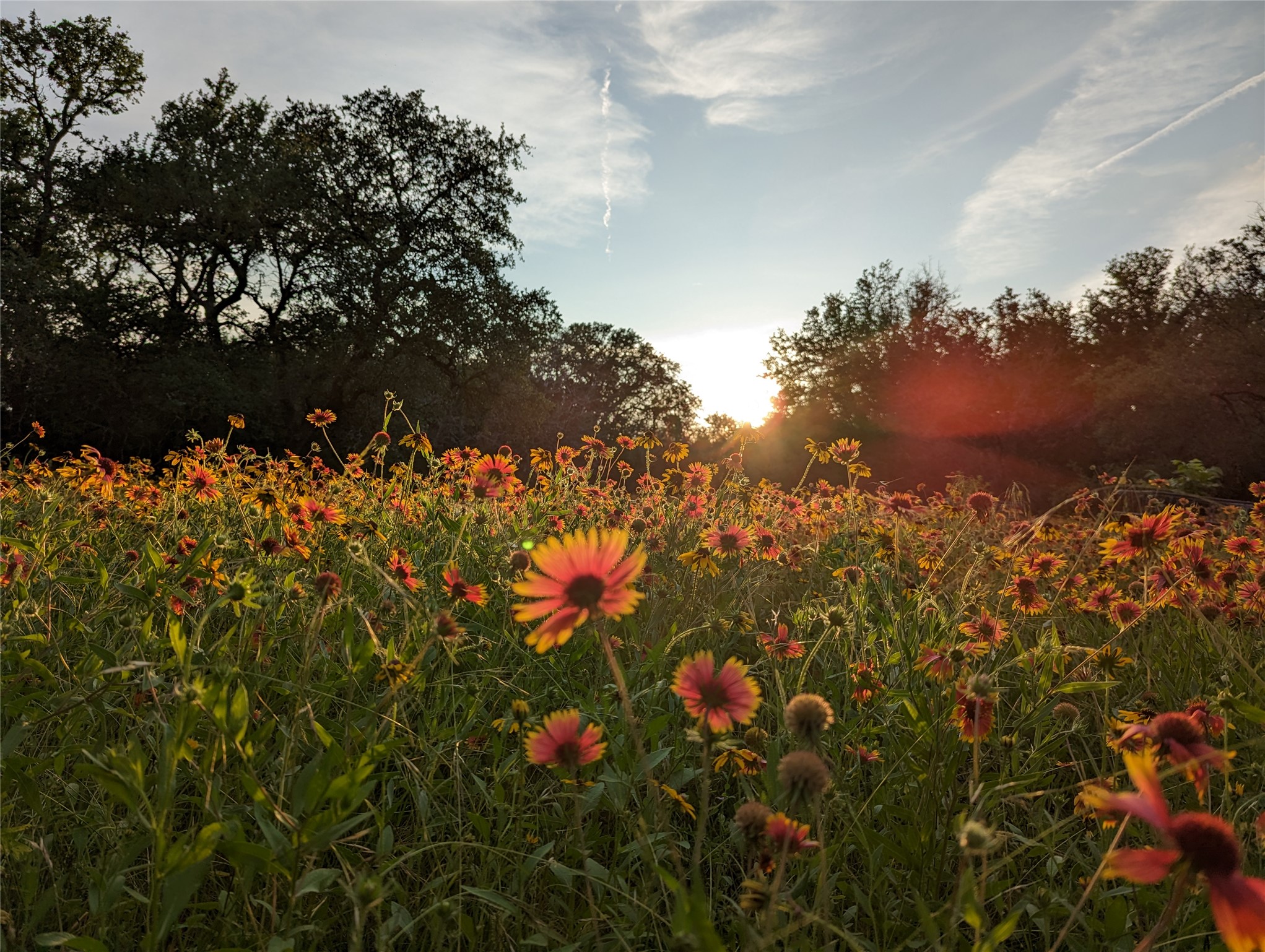 1751 County Road 255 Georgetown, TX 78633 - Photo 28 of 29 a view of a flower
