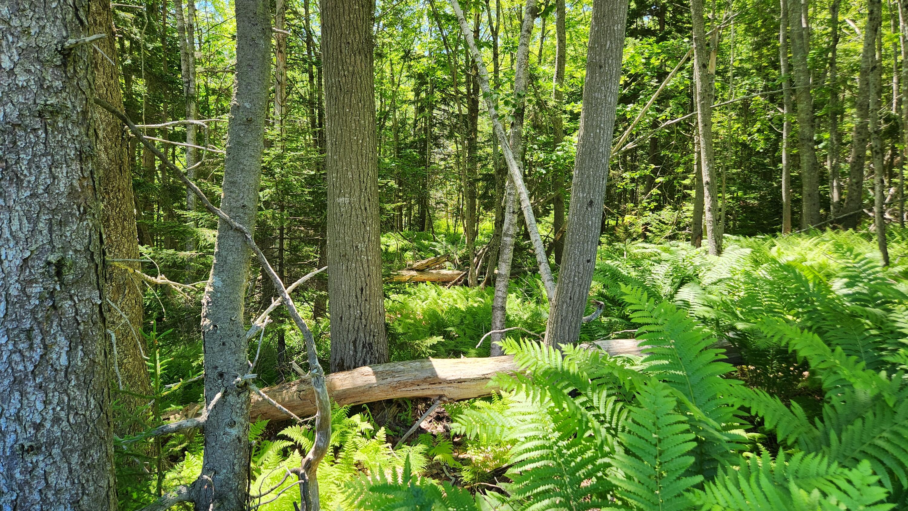0 Sebasco Road Phippsburg, ME 04562 - Photo 8 of 19