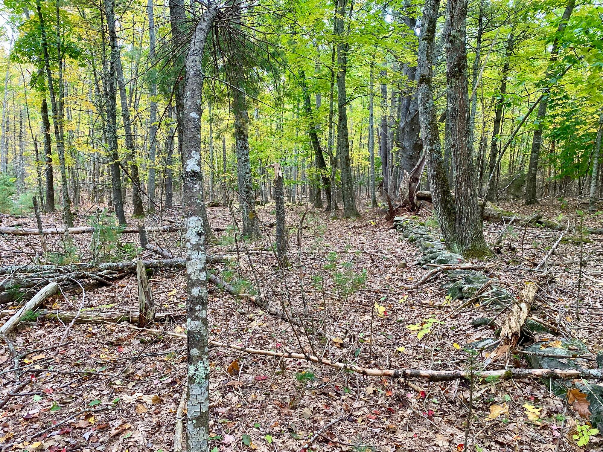 0 Groveville Road Buxton, ME 04093 - Photo 5 of 12 IMG_9997