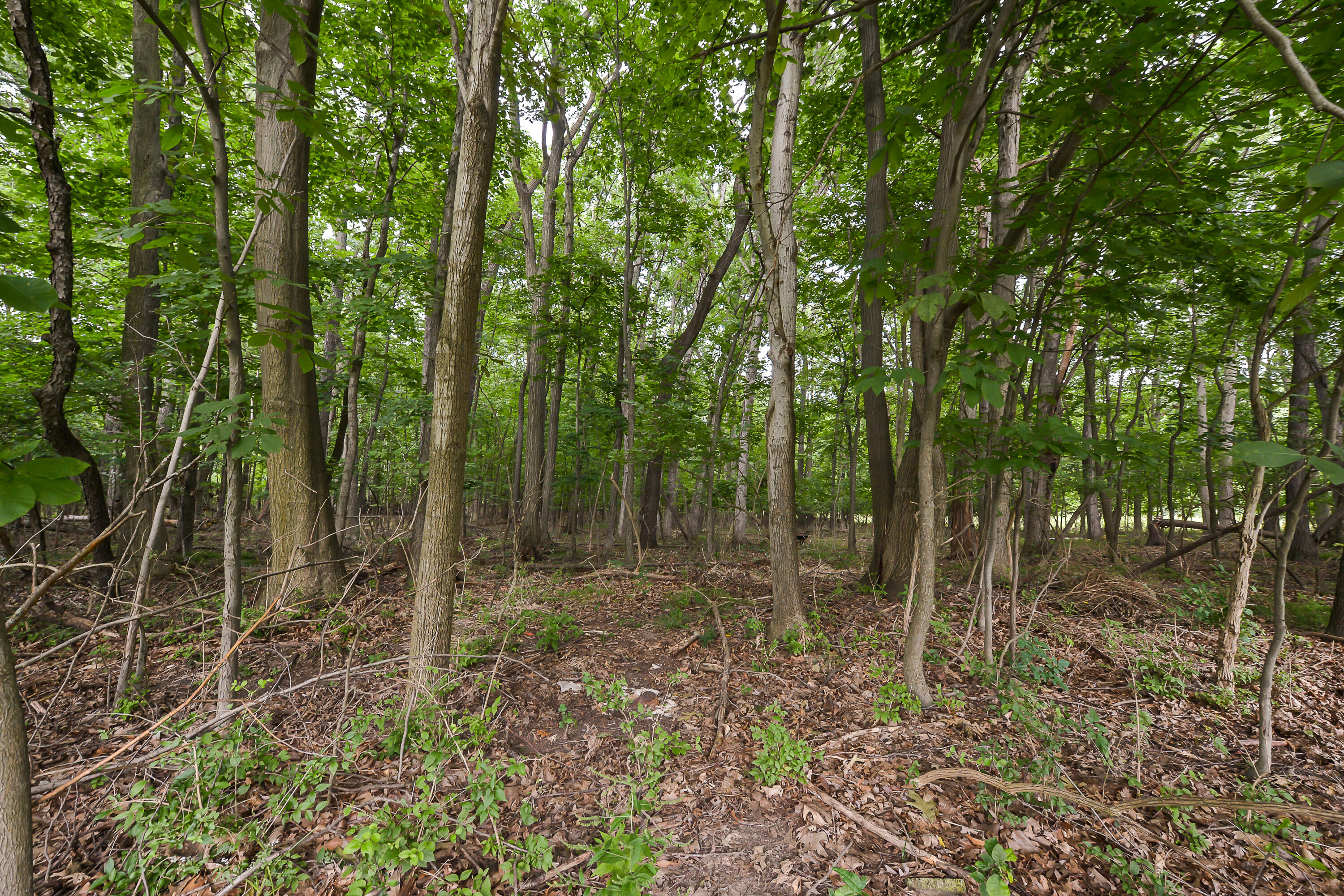 2785 Walnut Ridge Drive Ann Arbor, MI 48103 - Photo 56 of 69 DSC_8976