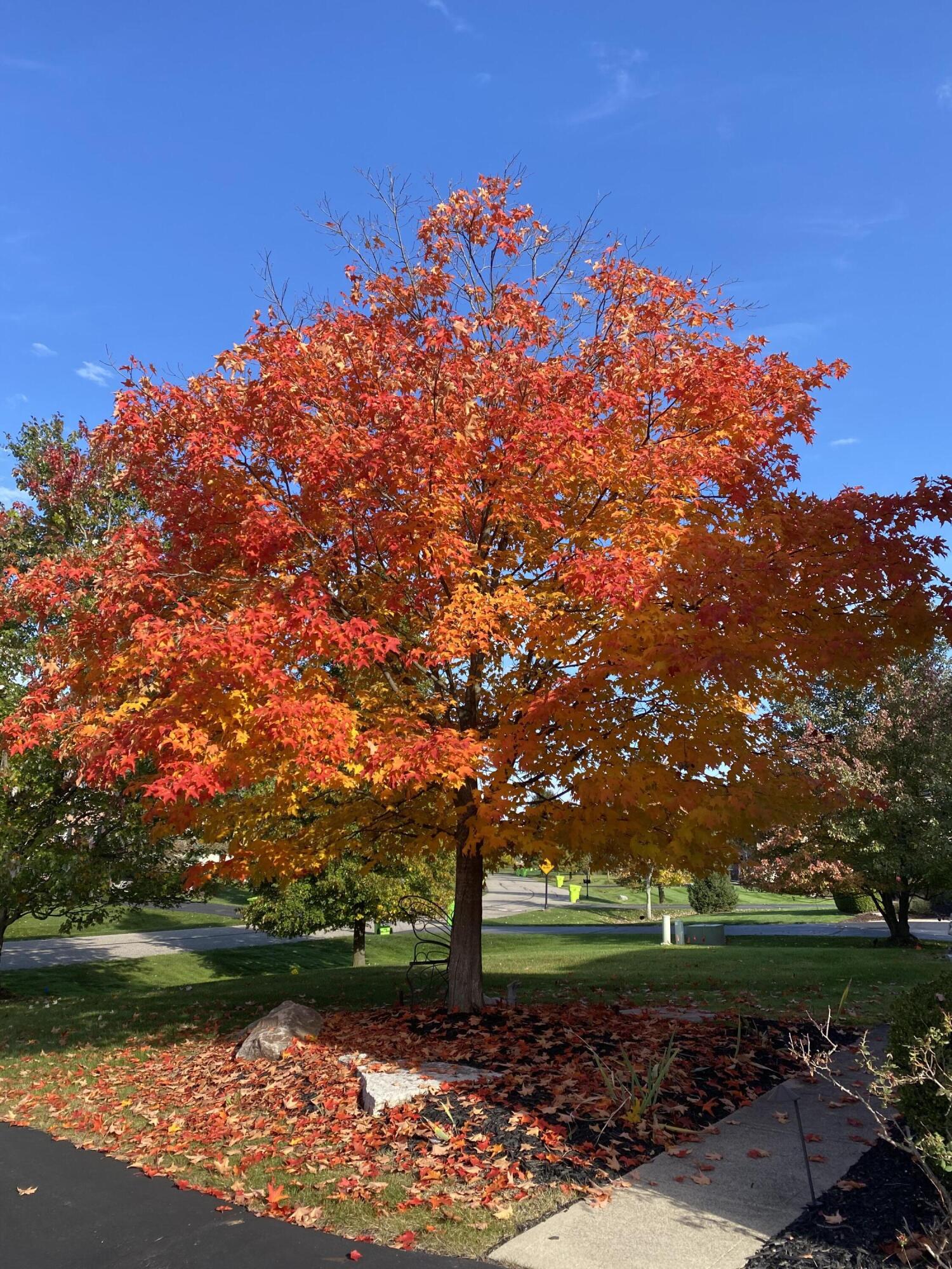 2785 Walnut Ridge Drive Ann Arbor, MI 48103 - Photo 69 of 69 IMG_4019 (1)