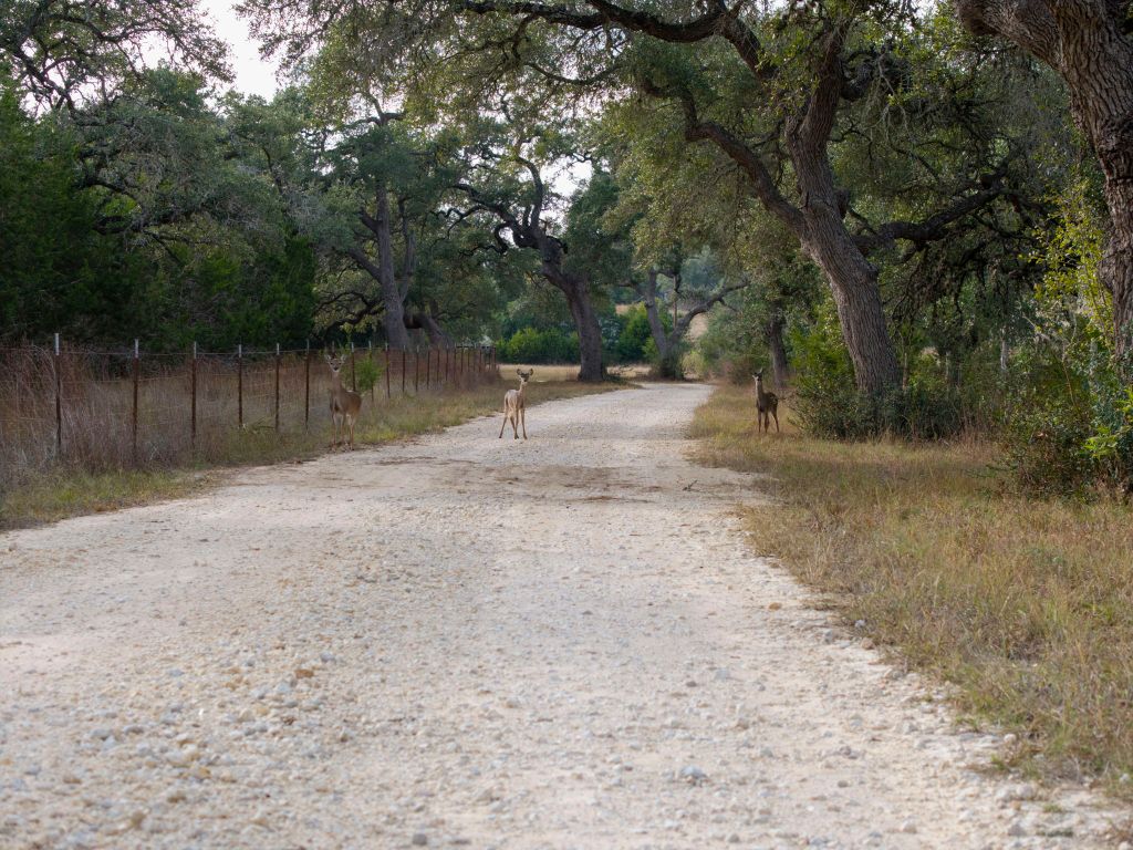 315 Flying R Ranch Road Spring Branch, TX 78070 - Photo 34 of 39 View of street featuring a wooded view