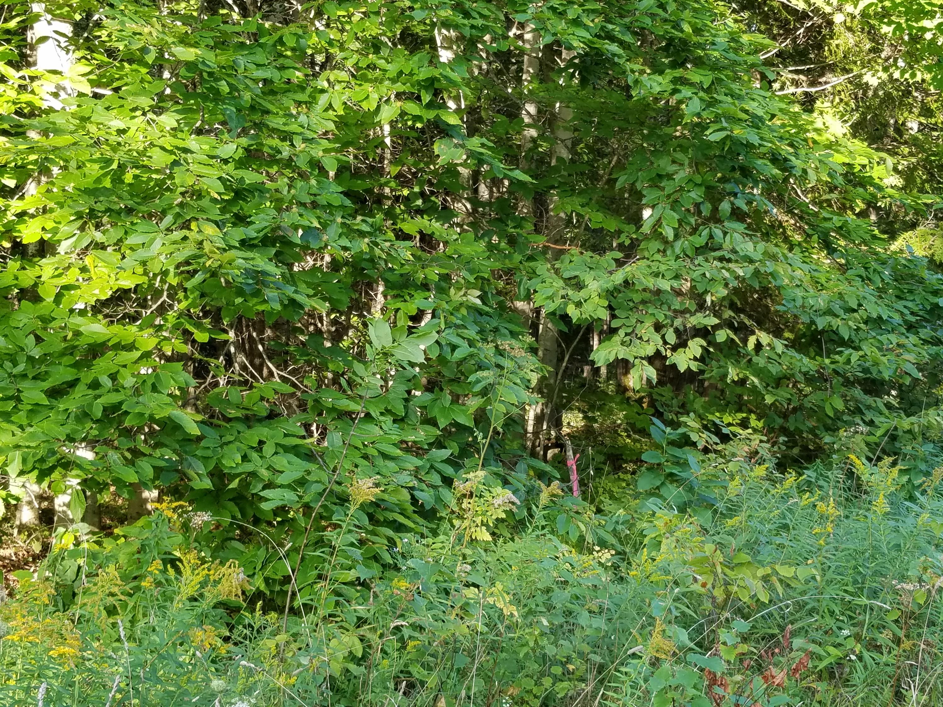 Fenlon Rd Street St. Ignace, MI 49781 - Photo 9 of 21 Gallery Image 9