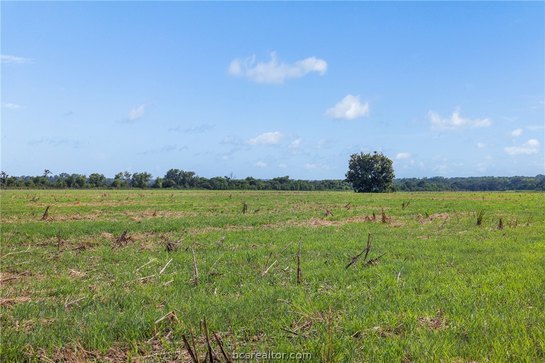 210.6-ac Black Bridge Road Calvert, TX 77837 - Photo 16 of 21 Gallery Image 16