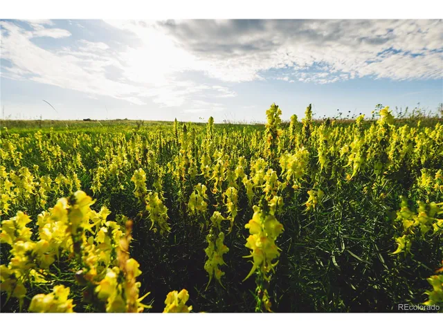 a view of a bunch of trees