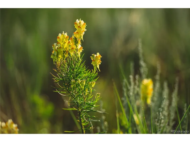 $729,999 | 0 Big Sky Trail, Elbert, CO 80106