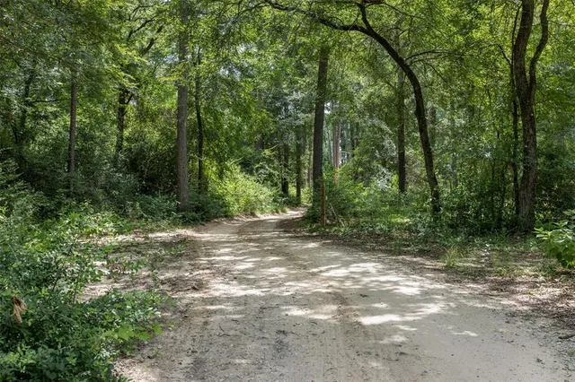a view of a forest with trees in the background