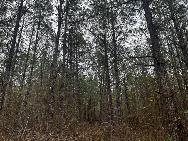 $90,000 | 38 Hwy 83 Pineland Tx 76968, Bronson, TX 75930