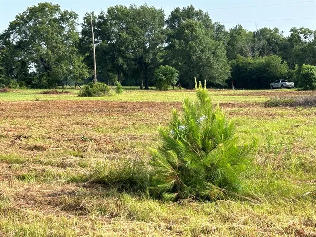 a view of a trees in a yard