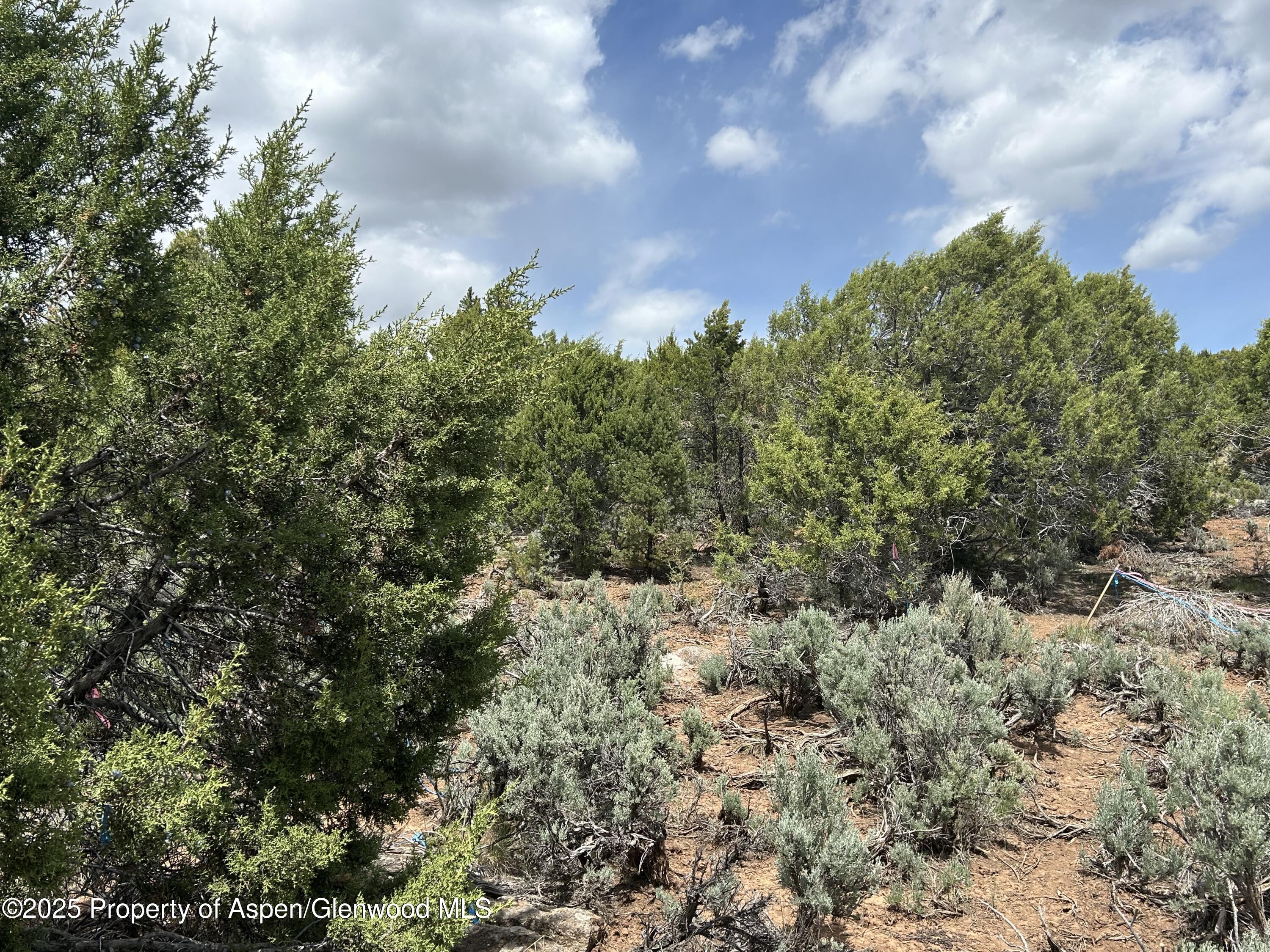 151 Monarch Road Glenwood Springs, CO 81601 - Photo 2 of 6 a view of a yard with plants and trees