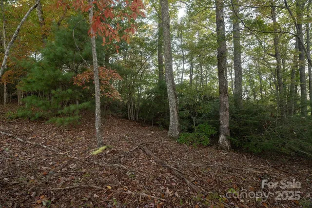 a view of a forest with trees in the background
