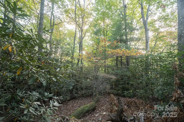 a view of a forest with lush green forest