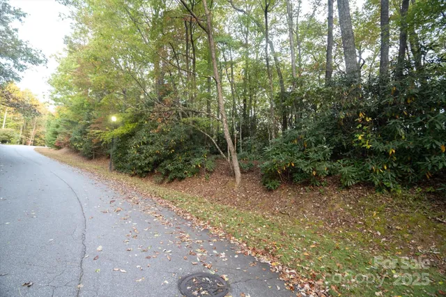 a view of a forest with trees in the background