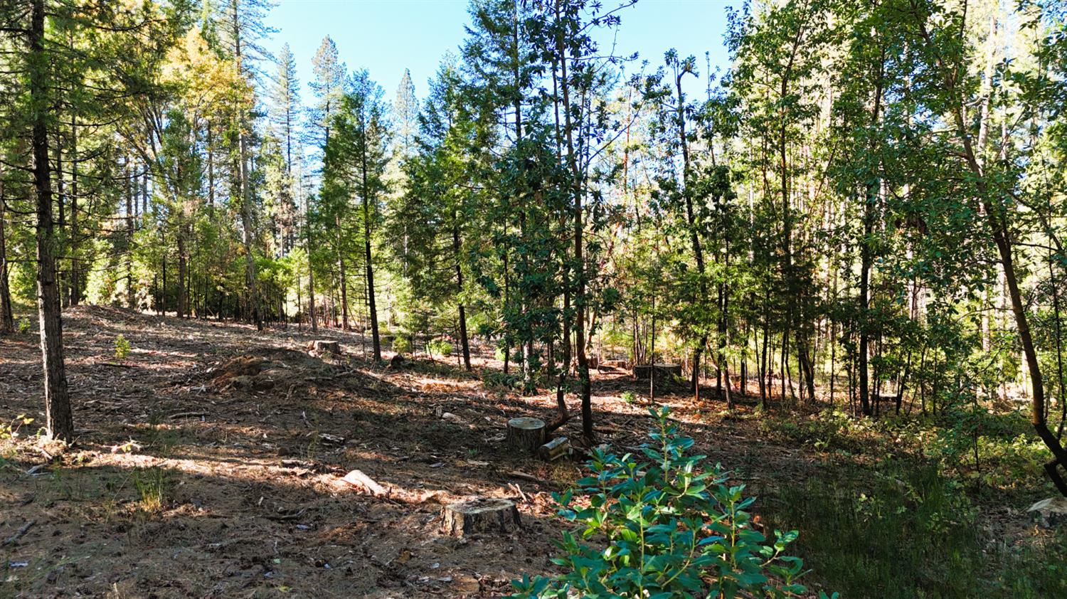 13492 Gracie Road Nevada City, CA 95959 - Photo 12 of 60 a view of outdoor space with trees