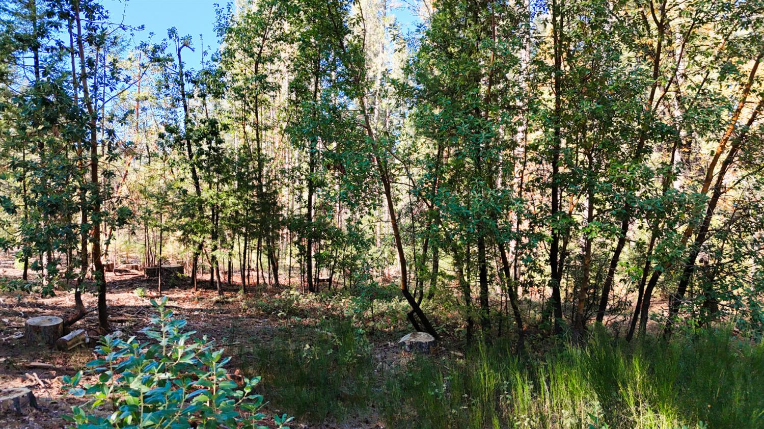 13492 Gracie Road Nevada City, CA 95959 - Photo 16 of 60 a view of yard with green space