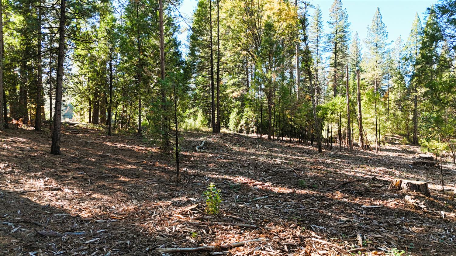 13492 Gracie Road Nevada City, CA 95959 - Photo 17 of 60 a view of outdoor space with trees