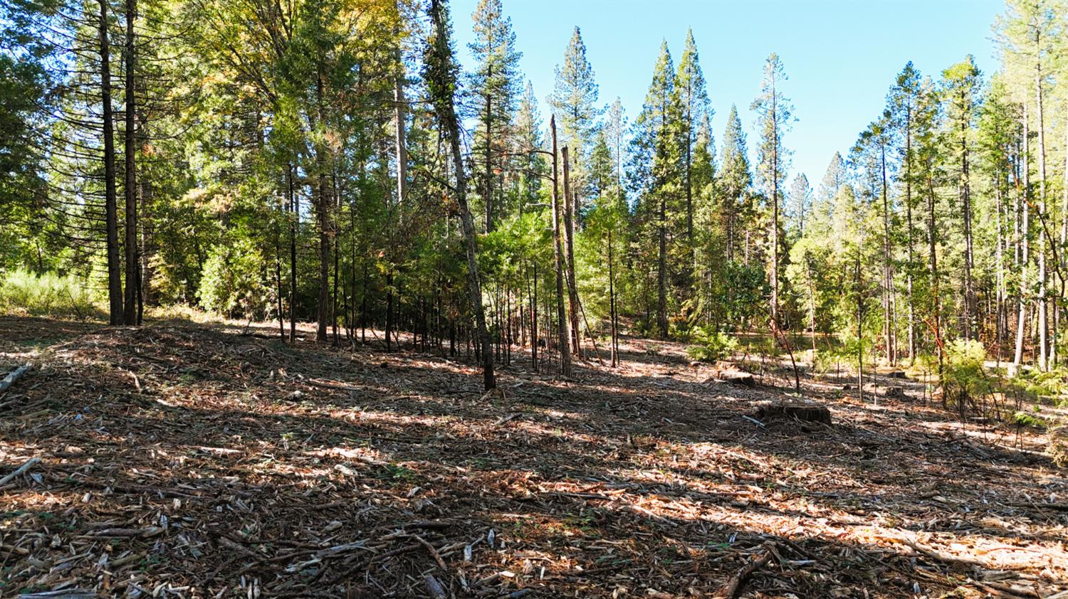 13492 Gracie Road Nevada City, CA 95959 - Photo 20 of 60 a view of outdoor space with lots of trees