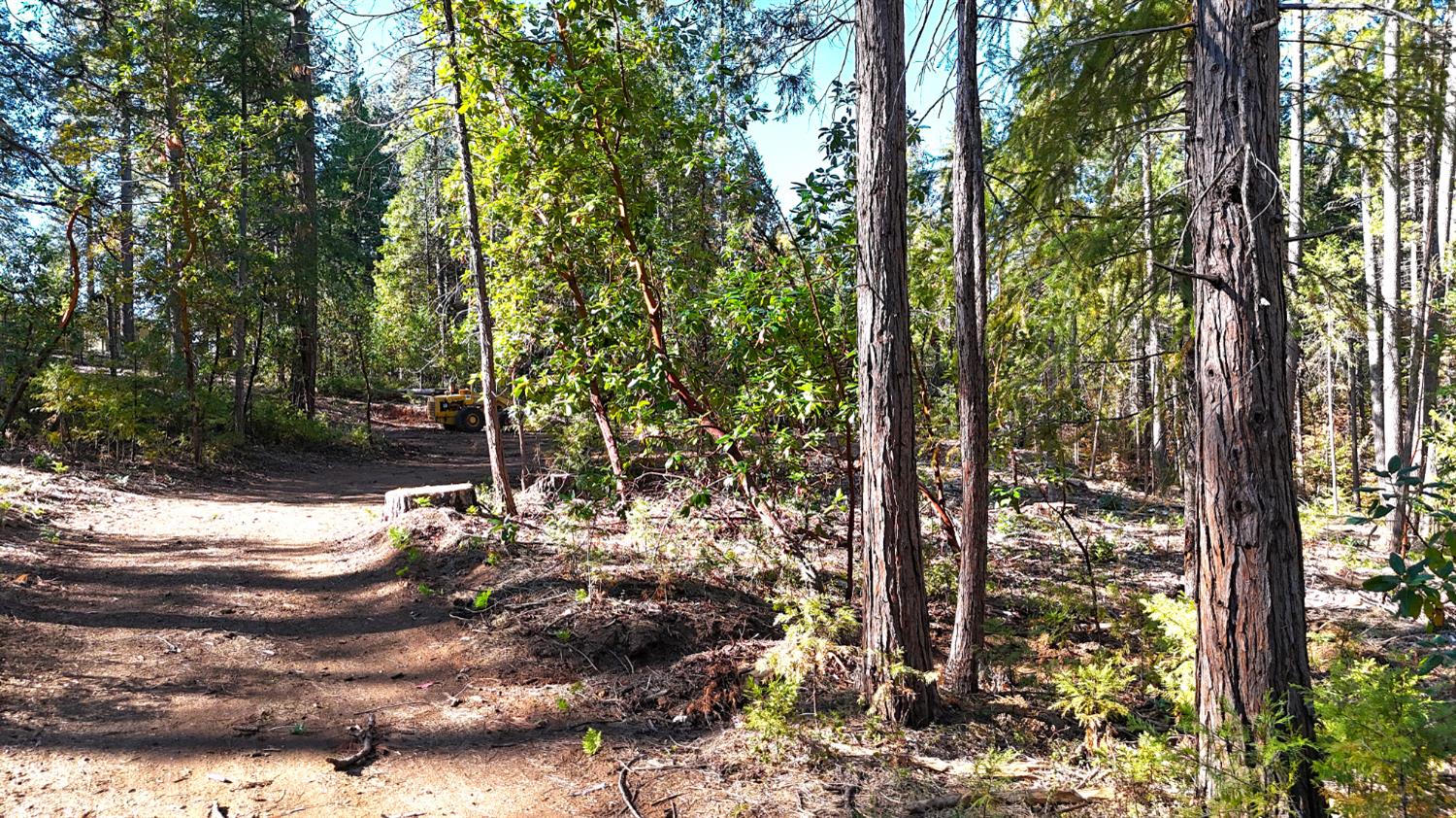 13492 Gracie Road Nevada City, CA 95959 - Photo 2 of 60 a view of a tree in the forest