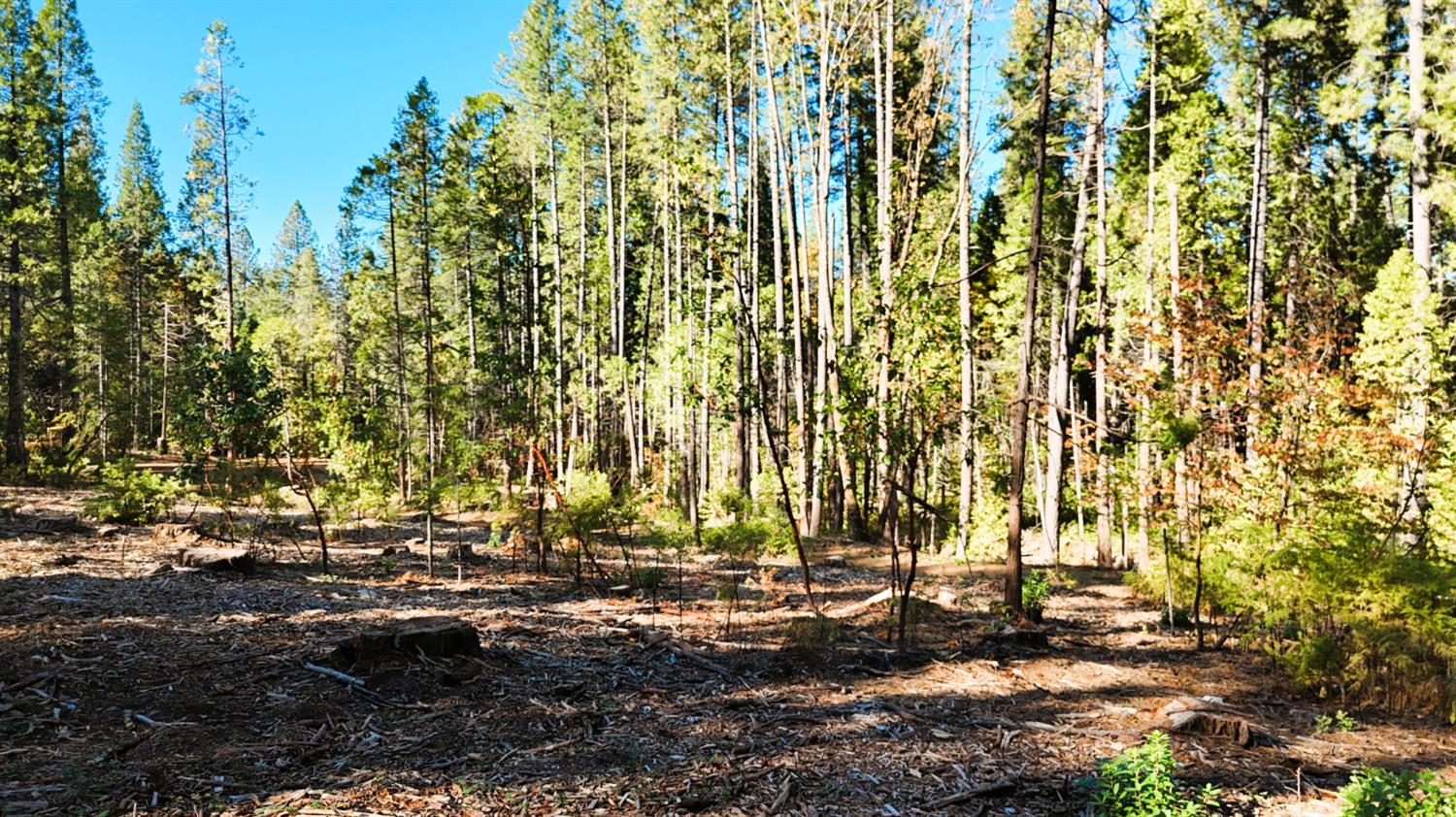 13492 Gracie Road Nevada City, CA 95959 - Photo 21 of 60 a view of yard