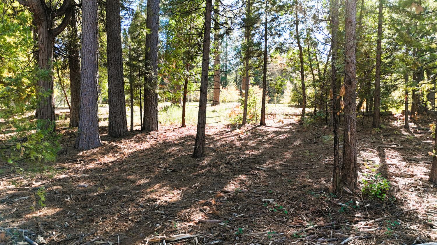 13492 Gracie Road Nevada City, CA 95959 - Photo 24 of 60 a backyard of a house with lots of green space