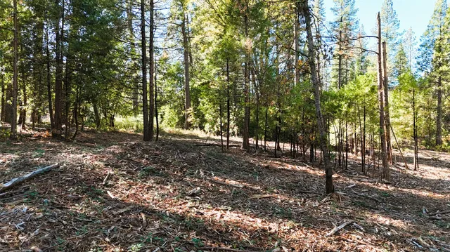 a view of outdoor space and trees