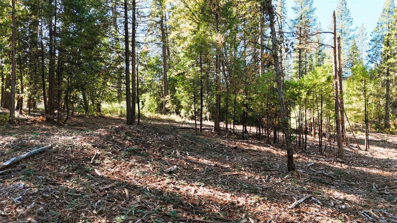 13492 Gracie Road Nevada City, CA 95959 - Photo 25 of 60 a view of outdoor space with trees