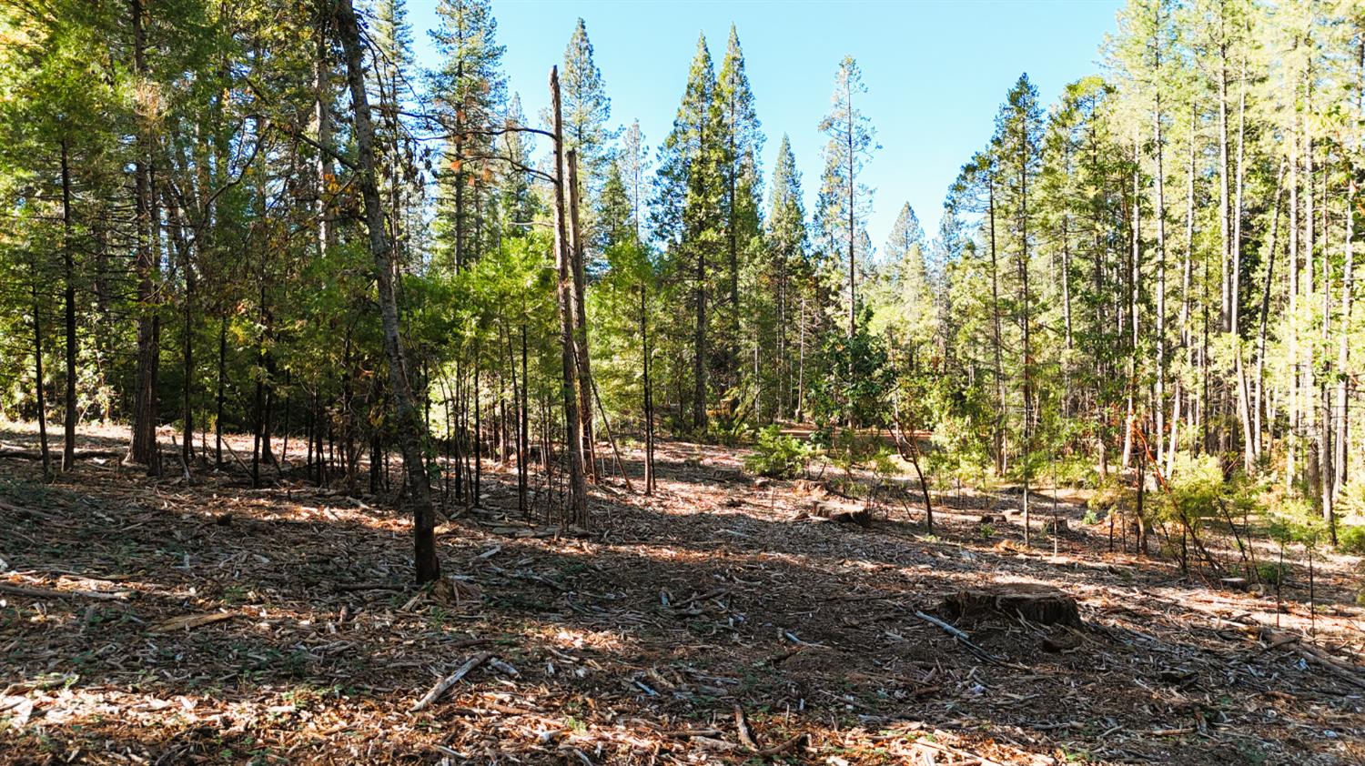 13492 Gracie Road Nevada City, CA 95959 - Photo 26 of 60 a view of road with trees