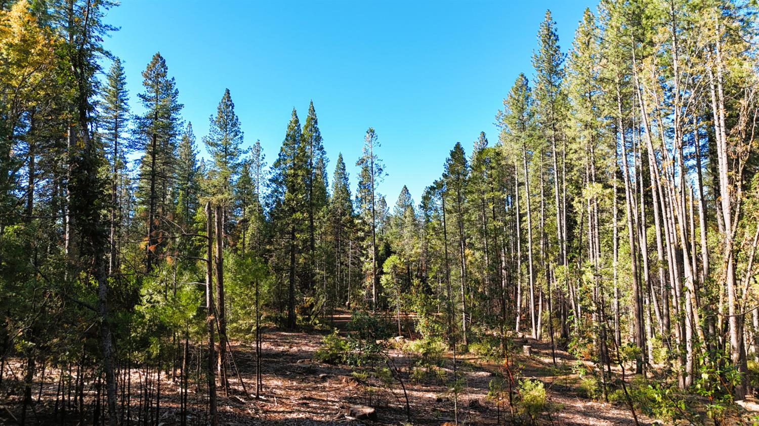 13492 Gracie Road Nevada City, CA 95959 - Photo 28 of 60 a view of a forest with trees