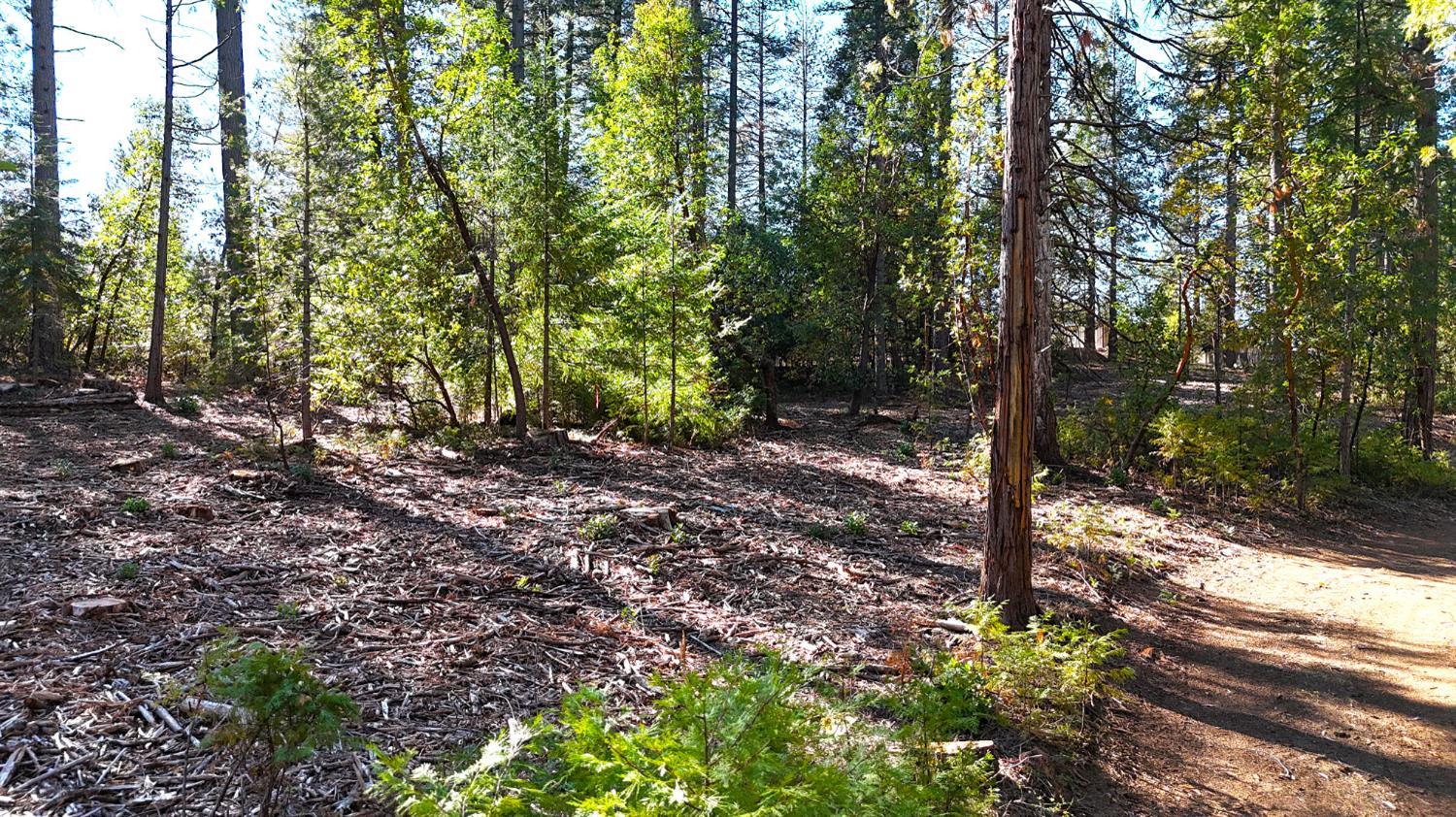13492 Gracie Road Nevada City, CA 95959 - Photo 31 of 60 a view of a forest with trees
