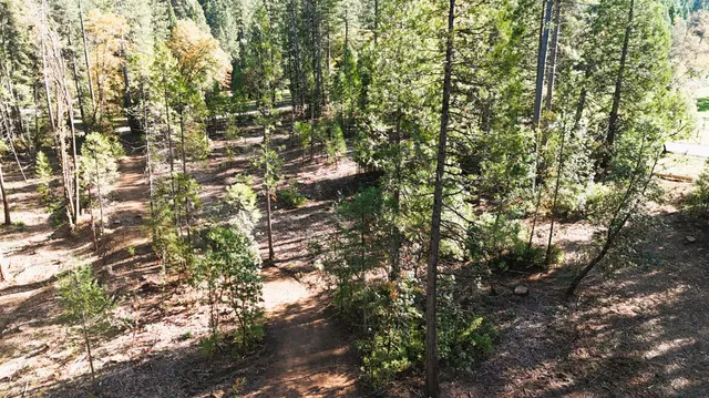 a view of a yard with plants and trees