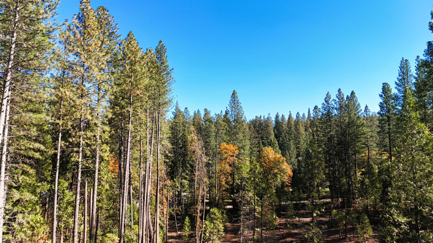 13492 Gracie Road Nevada City, CA 95959 - Photo 42 of 60 a view of a city with lush green forest