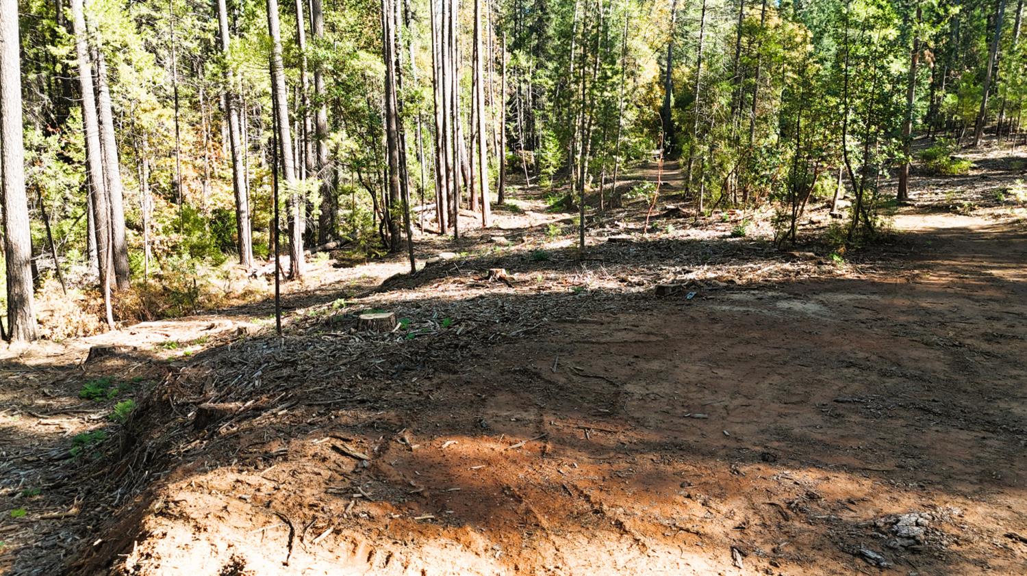 13492 Gracie Road Nevada City, CA 95959 - Photo 47 of 60 a view of a yard with plants and trees