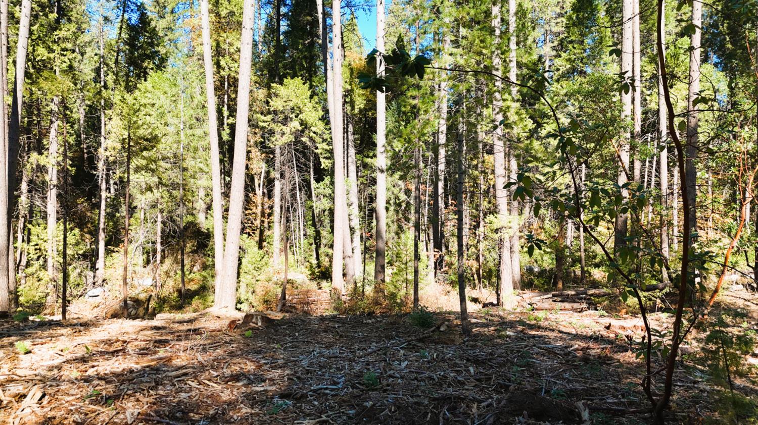 13492 Gracie Road Nevada City, CA 95959 - Photo 5 of 60 a view of a backyard of the house