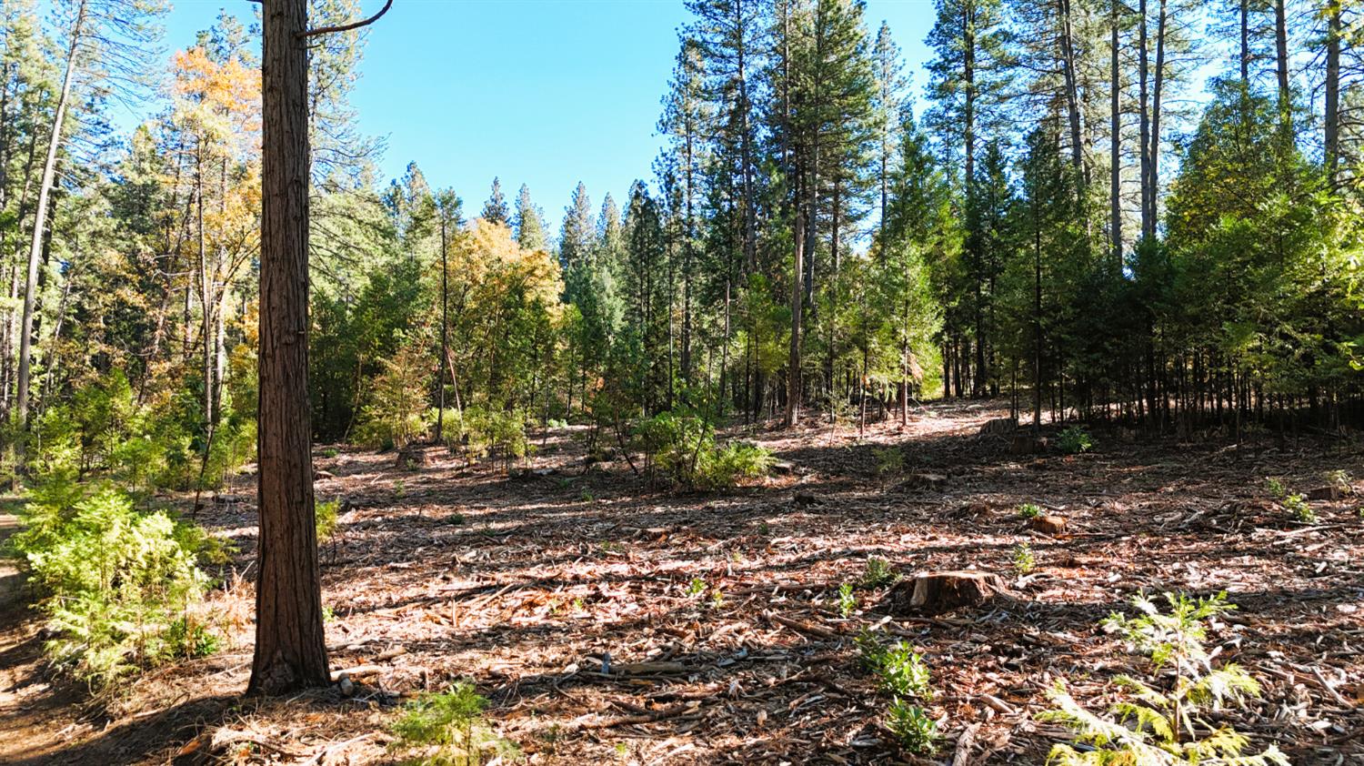 13492 Gracie Road Nevada City, CA 95959 - Photo 51 of 60 a view of a forest with trees
