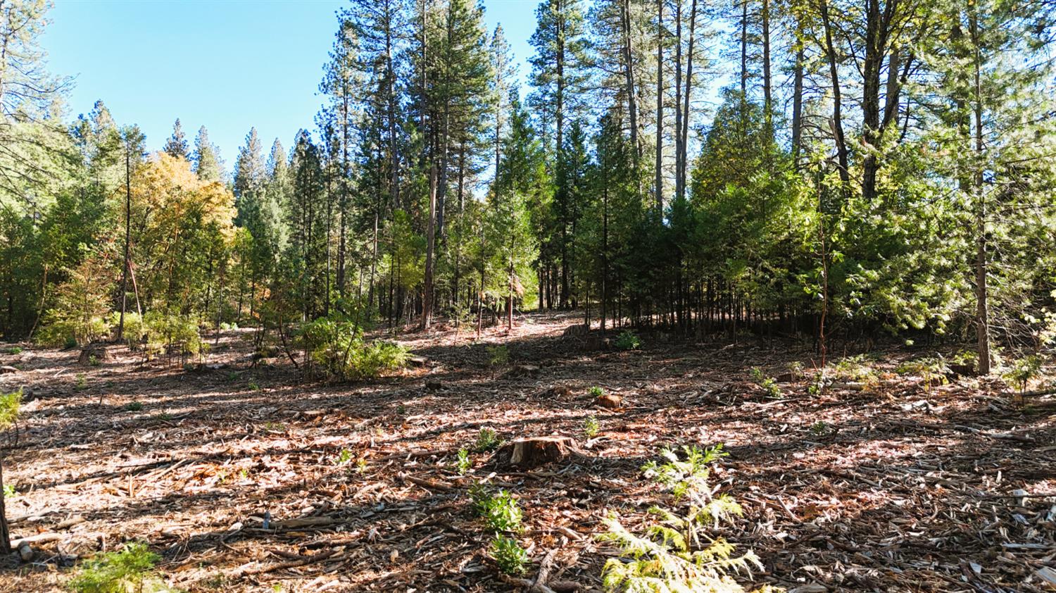 13492 Gracie Road Nevada City, CA 95959 - Photo 52 of 60 a backyard of a house with lots of green space