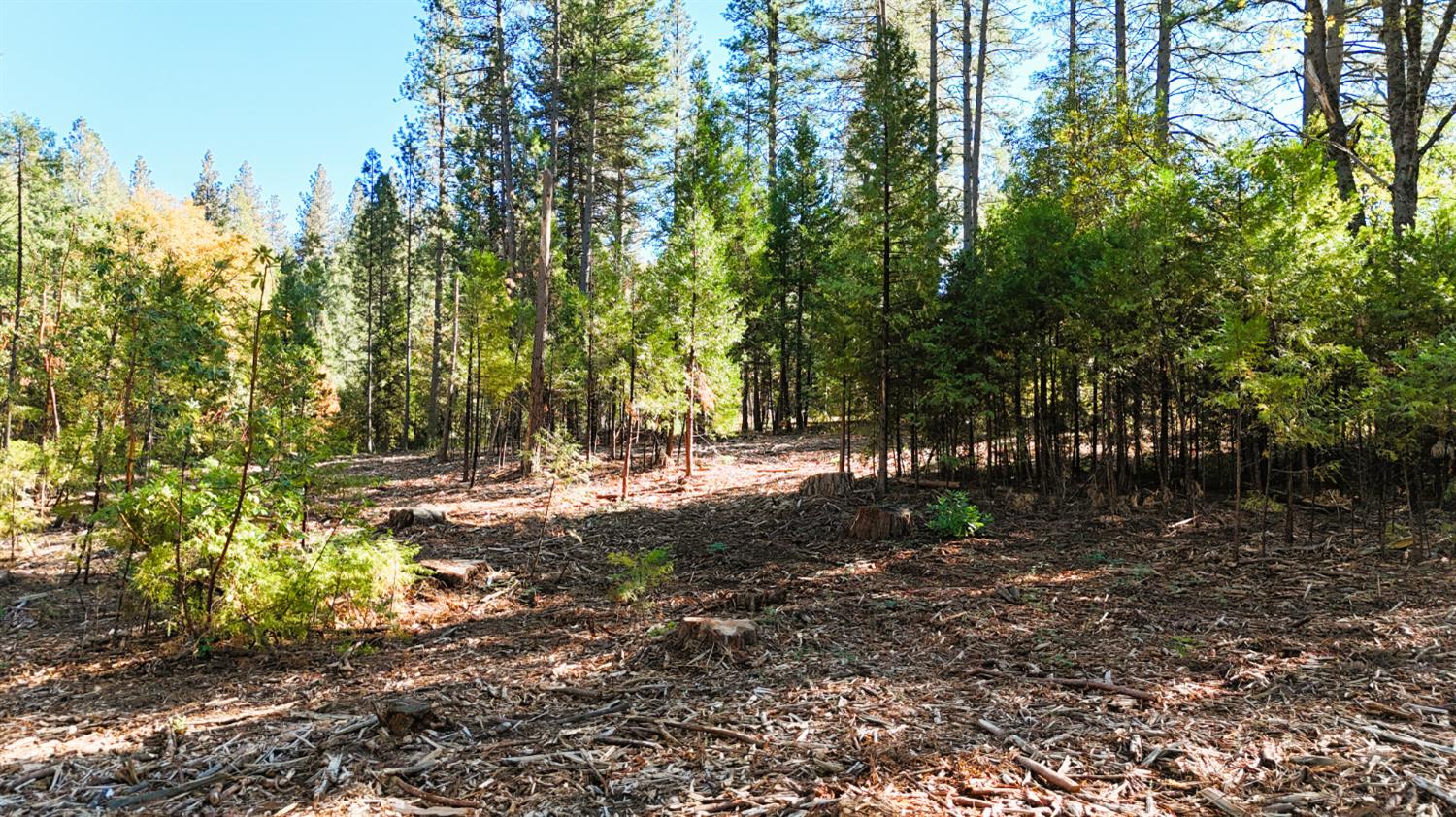 13492 Gracie Road Nevada City, CA 95959 - Photo 53 of 60 a view of a tree in the middle of a yard