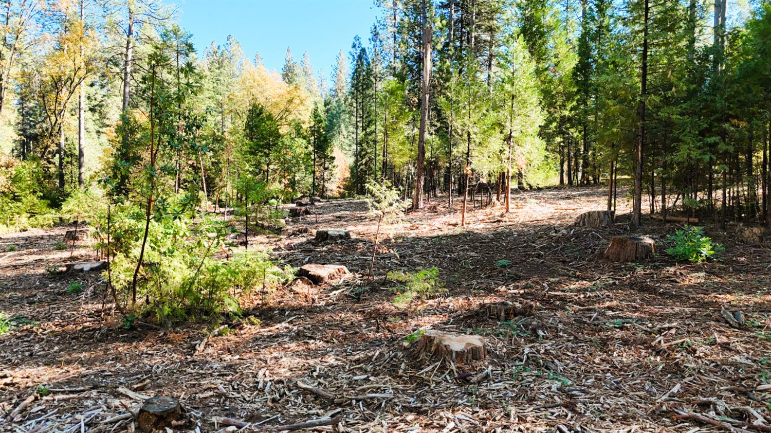 13492 Gracie Road Nevada City, CA 95959 - Photo 58 of 60 a backyard of a house with lots of green space