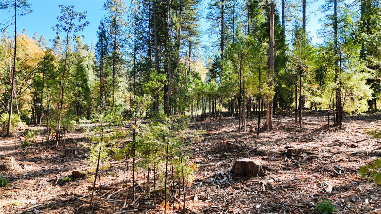 13492 Gracie Road Nevada City, CA 95959 - Photo 60 of 60 a view of outdoor space and trees