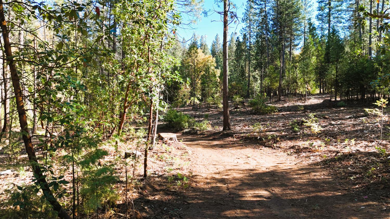 13492 Gracie Road Nevada City, CA 95959 - Photo 6 of 60 a view of a yard with plants and trees