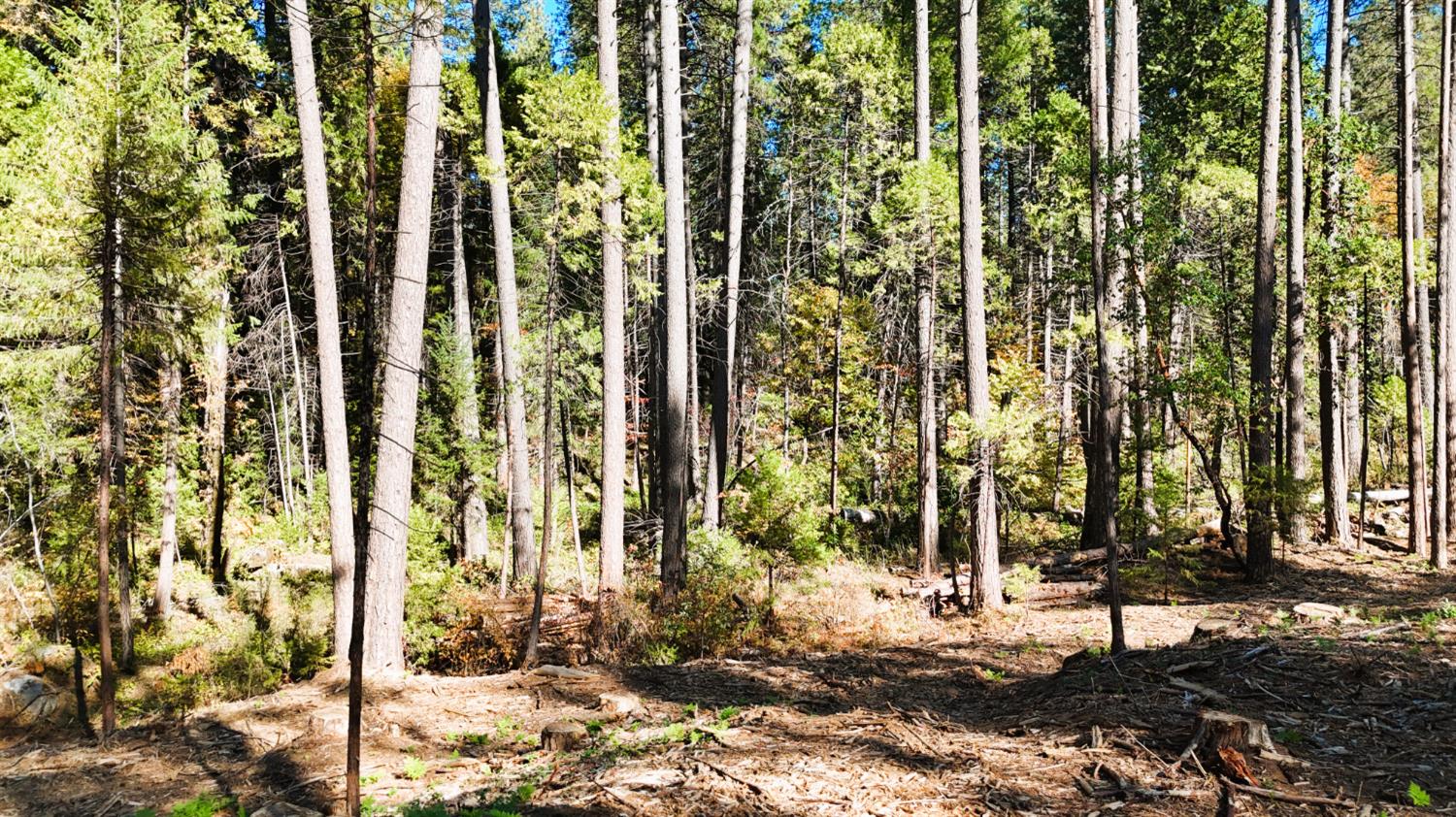 13492 Gracie Road Nevada City, CA 95959 - Photo 8 of 60 a view of a outdoor space