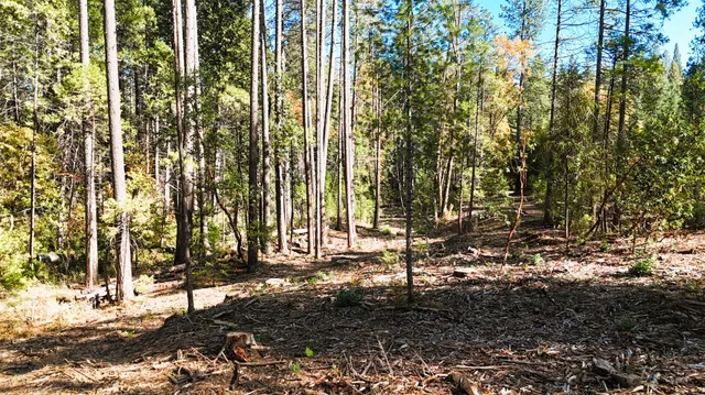 a view of a back yard