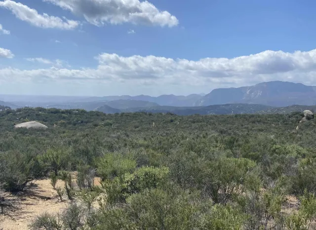 a view of a bunch of trees and sky